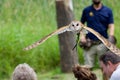 Barn owl skims low over the heads of spectators at a flight demonstration at The Raptors
