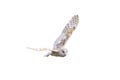 Barn Owl with spread wings flying Royalty Free Stock Photo