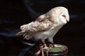 Barn Owl on stand Royalty Free Stock Photo