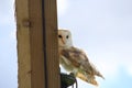 A barn owl standing next to a wooden post Royalty Free Stock Photo