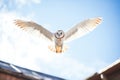 barn owl swooping towards camera against a clear sky Royalty Free Stock Photo