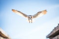 barn owl swooping towards camera against a clear sky Royalty Free Stock Photo