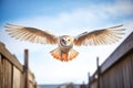 barn owl swooping towards camera against a clear sky Royalty Free Stock Photo