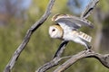 Barn Owl taking off Royalty Free Stock Photo