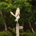 Barn Owl taking off from a bridal path post Royalty Free Stock Photo