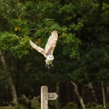 Barn Owl taking off from a bridal path post Royalty Free Stock Photo