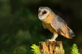 Barn owl, Tito alba, nice bird sitting on stone fence in forest cemetery with green fern, nice blurred light green the Royalty Free Stock Photo