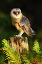 Barn owl, Tito alba, nice bird sitting on stone fence in forest cemetery with green fern, nice blurred light green the Royalty Free Stock Photo