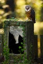 Barn owl, Tito alba, Nice bird sitting on stone headstone in for Royalty Free Stock Photo