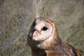 Barn owl and Trap