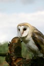 Barn owl upon a tree stump Royalty Free Stock Photo