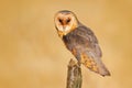 Barn owl on tree stump at the evening. Beautiful bird in nature habitat. Wildlife scene from nature. Owl, clear background. Night Royalty Free Stock Photo