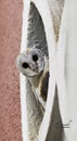 Barn owl Ty-to alba full length portrait perched