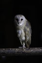 Barn owl Ty-to alba full length portrait perched