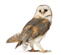 Barn Owl, Tyto alba Royalty Free Stock Photo