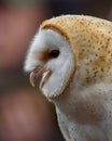 Barn Owl / tyto alba Royalty Free Stock Photo