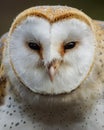 Barn Owl / tyto alba Royalty Free Stock Photo