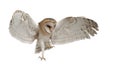 Barn Owl, Tyto alba, 4 months old, flying Royalty Free Stock Photo