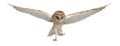 Barn Owl, Tyto alba, 4 months old, flying Royalty Free Stock Photo