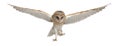 Barn Owl, Tyto alba, 4 months old, flying