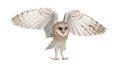 Barn Owl, Tyto alba, 4 months old, flying Royalty Free Stock Photo