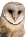 Barn Owl, Tyto alba, 4 months old, portrait