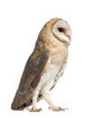 Barn Owl, Tyto alba, 4 months old, standing