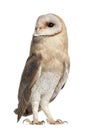 Barn Owl, Tyto alba, 4 months old, standing Royalty Free Stock Photo