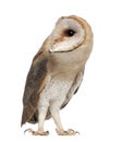 Barn Owl, Tyto alba, 4 months old, standing Royalty Free Stock Photo