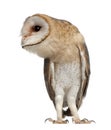 Barn Owl, Tyto alba, 4 months old, standing Royalty Free Stock Photo