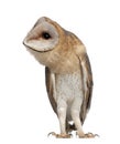 Barn Owl, Tyto alba, 4 months old, standing Royalty Free Stock Photo