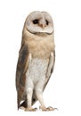 Barn Owl, Tyto alba, 4 months old, standing Royalty Free Stock Photo