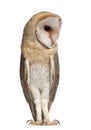 Barn Owl, Tyto alba, 4 months old, standing