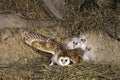 Barn Owl, tyto alba, Adult with Chicks, Normandy