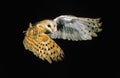 Barn Owl, tyto alba, Adult in Flight Royalty Free Stock Photo