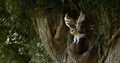 Barn Owl, tyto alba, Adult in flight, Normandy, Taking off from Nest Royalty Free Stock Photo