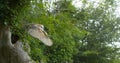 Barn Owl, tyto alba, Adult in flight, Taking off, Normandy Royalty Free Stock Photo