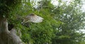 Barn Owl, tyto alba, Adult in flight, Taking off, Normandy Royalty Free Stock Photo