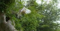 Barn Owl, tyto alba, Adult in flight, Taking off, Normandy Royalty Free Stock Photo