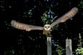 Barn Owl, tyto alba, Adult in Flight, Taking off from Post Royalty Free Stock Photo