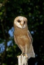 Barn Owl, tyto alba, Adult Perched on Post Royalty Free Stock Photo