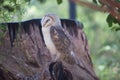 Barn owl (Tyto alba). Royalty Free Stock Photo