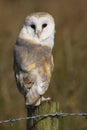 Barn Owl Tyto alba Bird of Prey Royalty Free Stock Photo