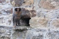 Barn owl Tyto alba black dark form in stone wall habitat. Owl perched on the stone in village. Bird with caught mouse.