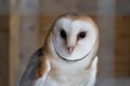 Barn owl (Tyto alba) closeup