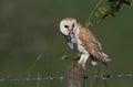 Barn Owl (Tyto alba) with a Common shrew (Sorex araneus) lunch.