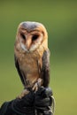 The barn owl Tyto alba on falconers glove with green background Royalty Free Stock Photo