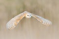 Barn Owl, Tyto alba, flight above the rime white grass in the morning. Wildlife, bird scene from nature. Cold morning sunrise, ani Royalty Free Stock Photo