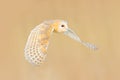 Barn Owl, Tyto alba, flight above the rime white grass in the morning. Wildlife, bird scene from nature. Cold morning sunrise, Royalty Free Stock Photo