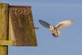 Barn Owl - Tyto alba in flight carrying its prey. Royalty Free Stock Photo